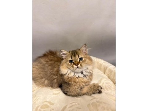 British golden longhair