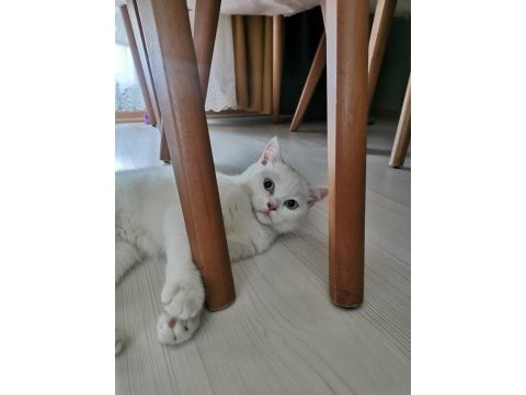 3 buçuk aylık british shorthair