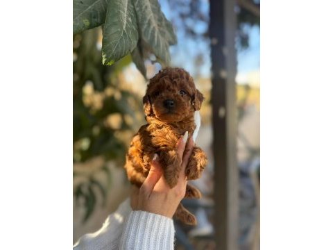 Korekan toy poodle yavrular