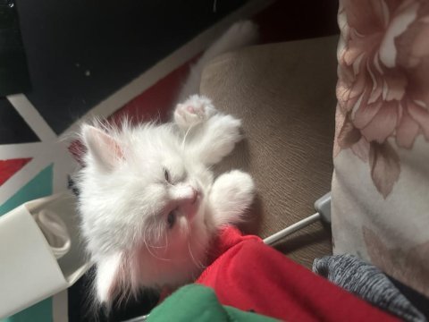 2 aylık satılık british longhair odd eyes
