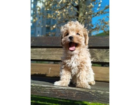 Kore kan maltipoo yavruları