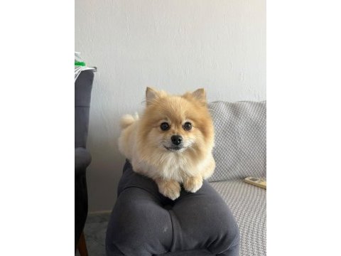 Pomeranian 3 yaşında