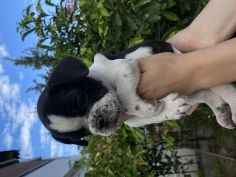 Bodrumdan orjinal fransız bulldog köpekler