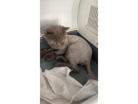 British longhair hera hanım