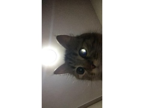 Tekir kızımız alisi sahiplendirmek istiyoruz