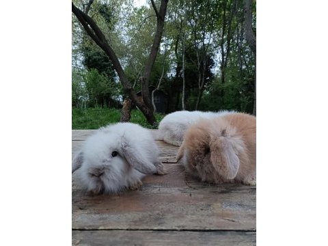 Safkan hollanda lop tavşan yavruları
