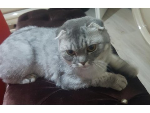 Sahibinden silver black scottish fold