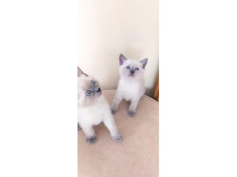 British shorthair minnaklar