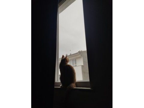 12 aylık kısır erkek çok uysal kedimi sahiplendiriyorum