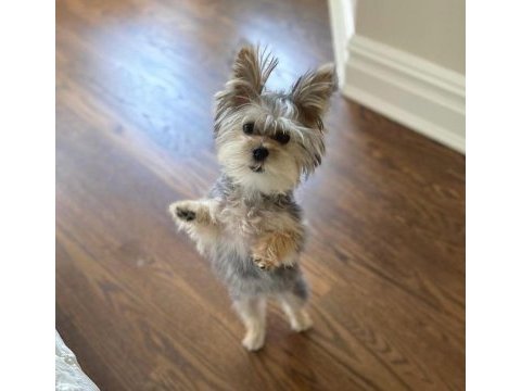 Çok sosyal birbirinden sevecen yorkshire terrier yavrular