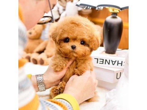Antıalerjık toy poodle bebeklerım