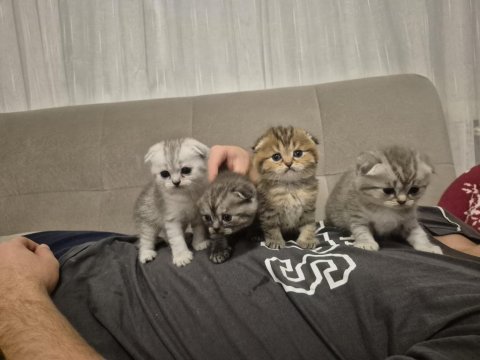 Bebiş scottish fold kediler