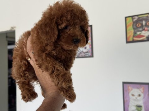 Petmode köpek çiftliğinde ziyarete açık toy poodle