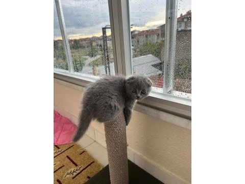 3 aylık dişi scottish fold