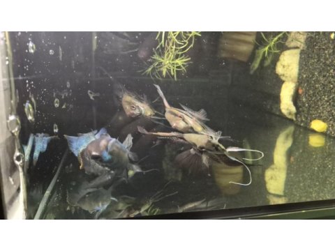 Acara blue