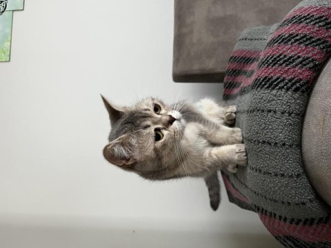 British shorthair kedisi