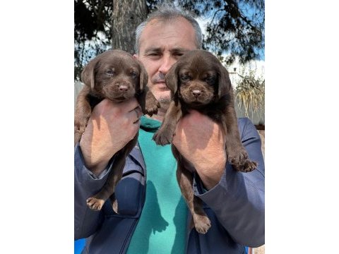 Labrador yavrularımız ruhsatlı çiftliğimizden