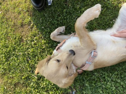 13 aylık golden kırması tatlış köpek