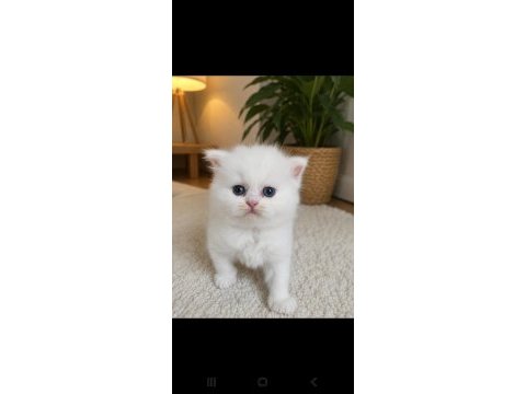 Persian kediler