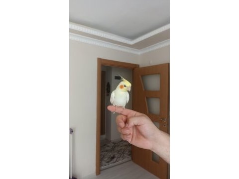 6 aylık erkek full evcil esenyurt elden teslim sultan