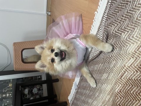 Pomeranian 6 aylık dişi