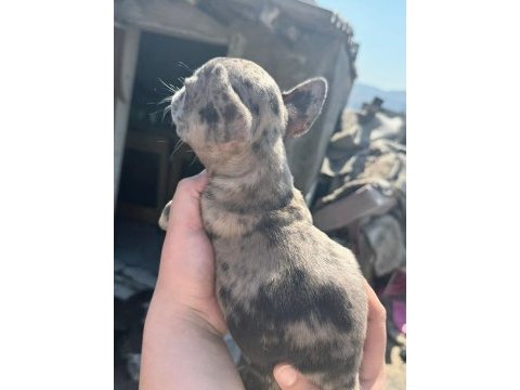 French bulldog bebekler
