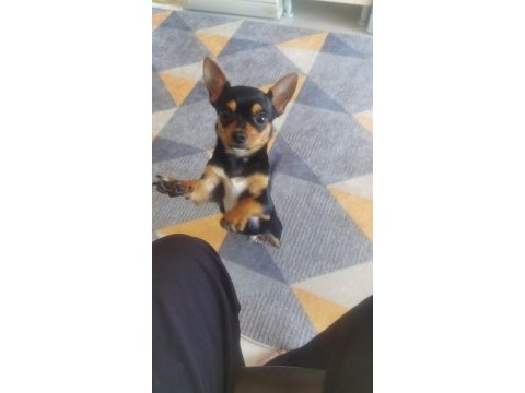 Yavru şivava chihuahua