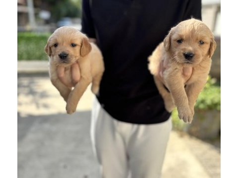 Golden retriever babyface yavrular sakarya