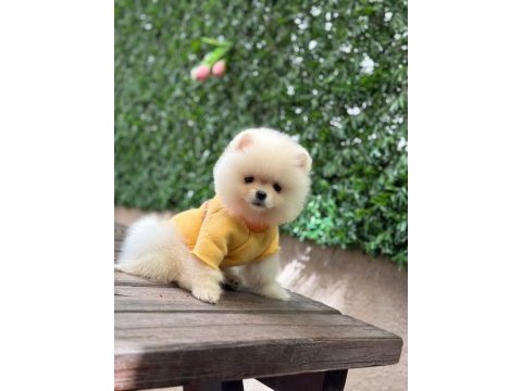 3 aylık erkek pomeranian ruby