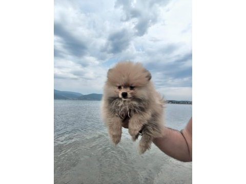 Pomeranian boo yavruları