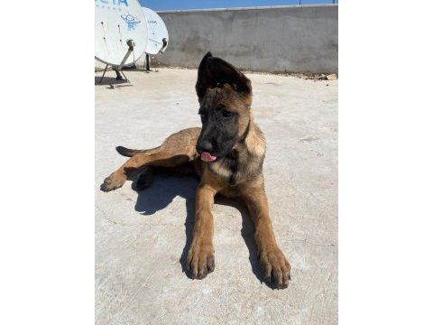4.5 aylık belçika kurdu malinois ücretli sahiplendirme