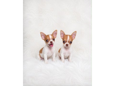 Wc eğitimli mini boy chihuahua