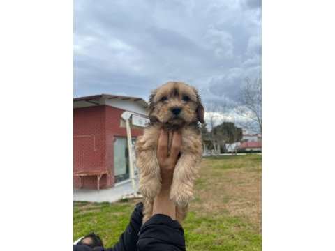 Terrier yavrusu