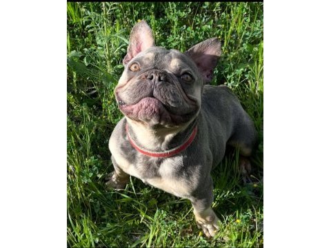 Lilac tan guad erkek french bulldog