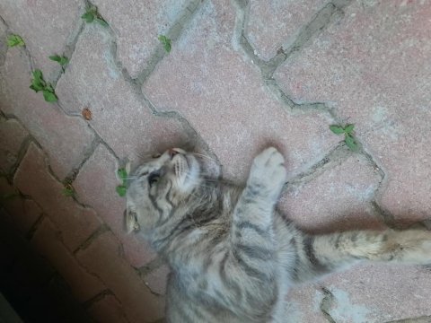 Erkek scottish fold 1 yaşında