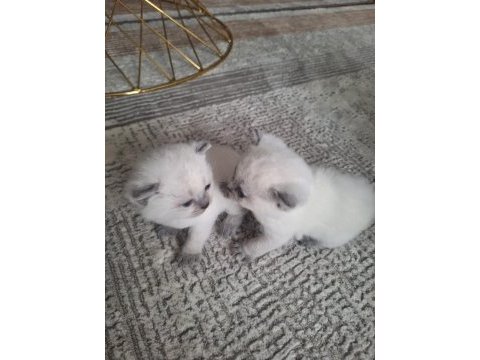 Yavru british shorthair