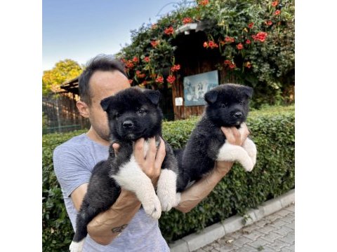 Amerikan akita yavrularımız