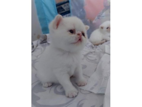 Biz büyüdük anne babamızı arıyoruz exotic shorthair