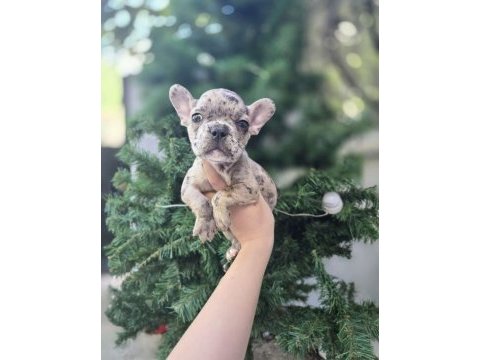 Merle french bulldog ender bulunan ırk