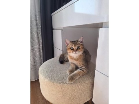 Golden british shorthair
