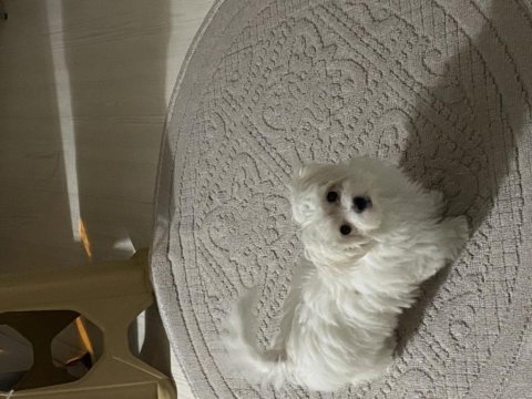 Orijinal maltese
