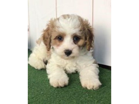 Morkie yavrularımız kahverengi beyaz