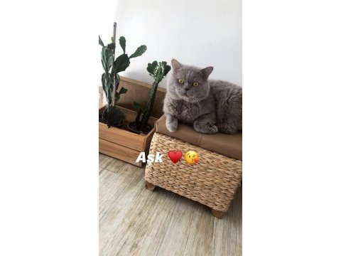 Full şecereli british shorthair kedimiz
