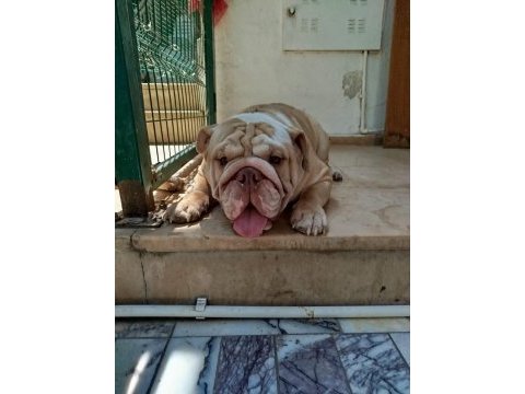 İngiliz bulldog 11 aylık erkek