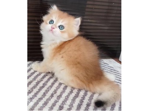 British longhair erkek ny12