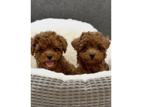 Toy poodle saf ırk yavrumuz