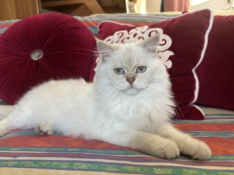1 buçuk yaşında iyi huylu safkan british kızım