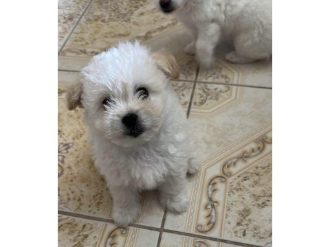 Maltese terrier yavrumuz