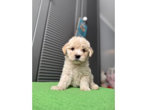 İpek gibi maltipoo