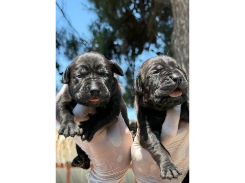 Cane corsa alan koruma köpeği yavruları 